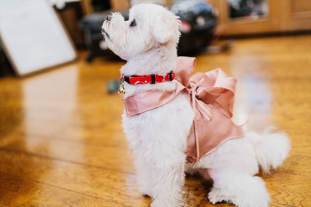 ペットドレスに　チャーリー