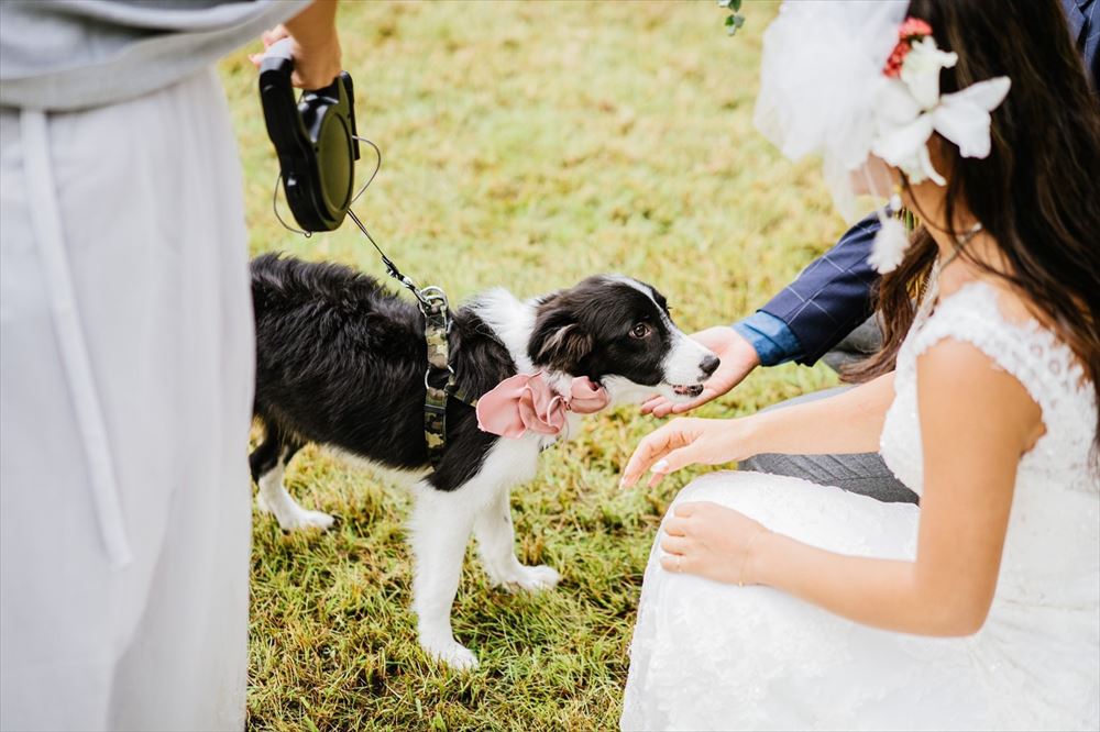 ペットドレスに　チャーリー