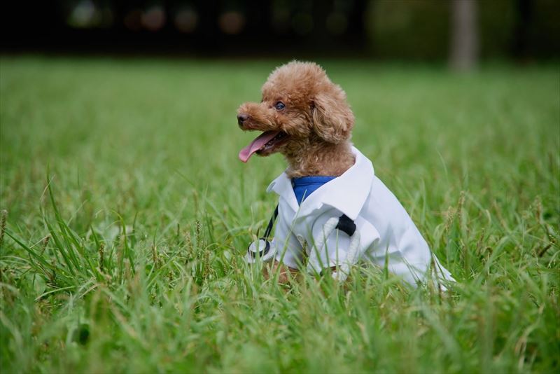 犬の衣装　チャーリーワークス