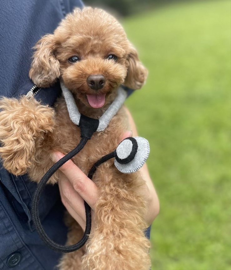 犬の衣装　チャーリーワークス