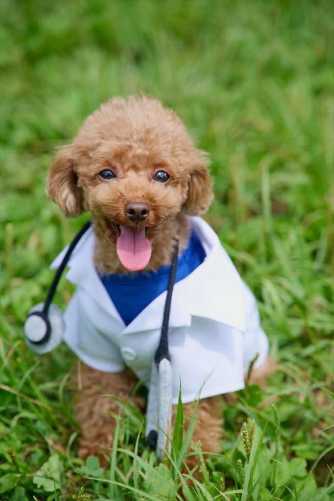 犬の衣装　チャーリーワークス